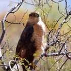 AR21-Coopers Hawk-2